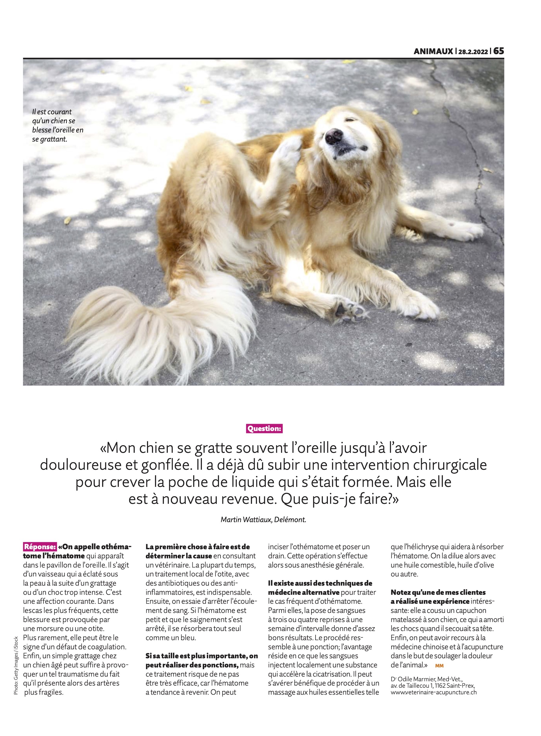 acupuncture animaux chiens chats vaud